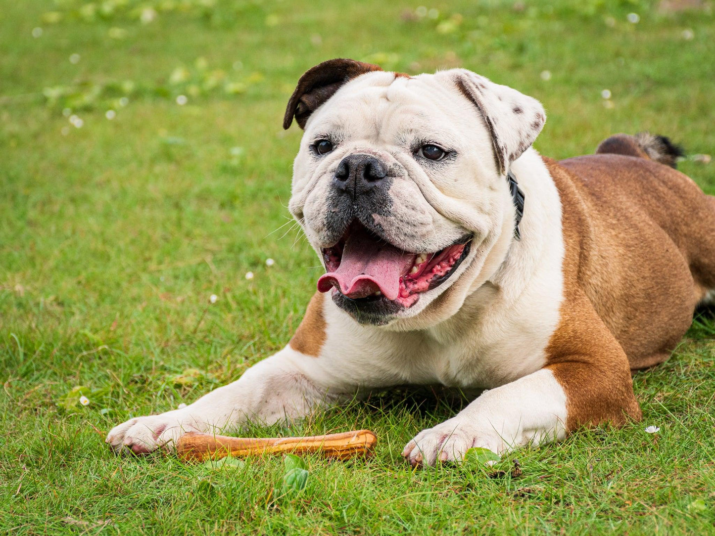 Jouet pour chien Olibone en bois d'olivier - 3 tailles