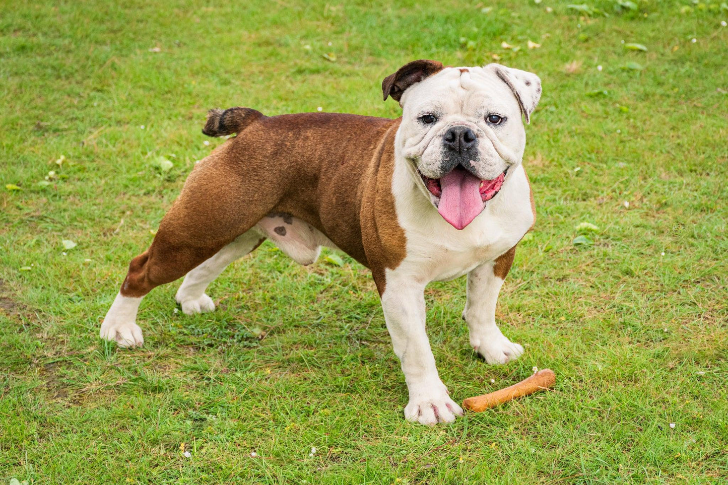 Jouet pour chien Olibone en bois d'olivier - 3 tailles