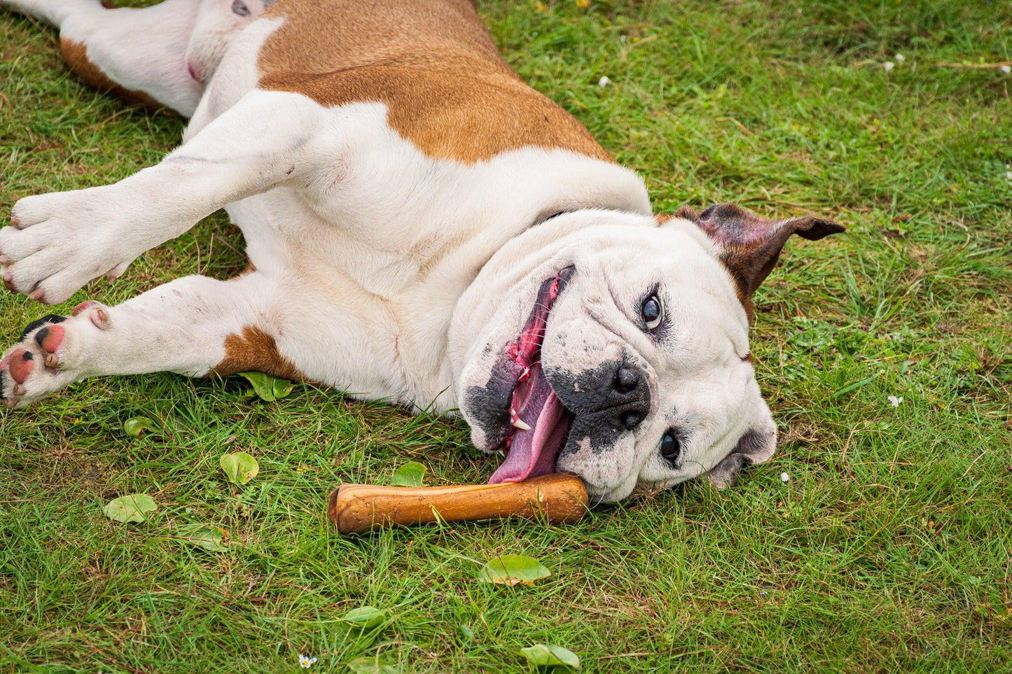 Jouet pour chien Olibone en bois d'olivier - 3 tailles