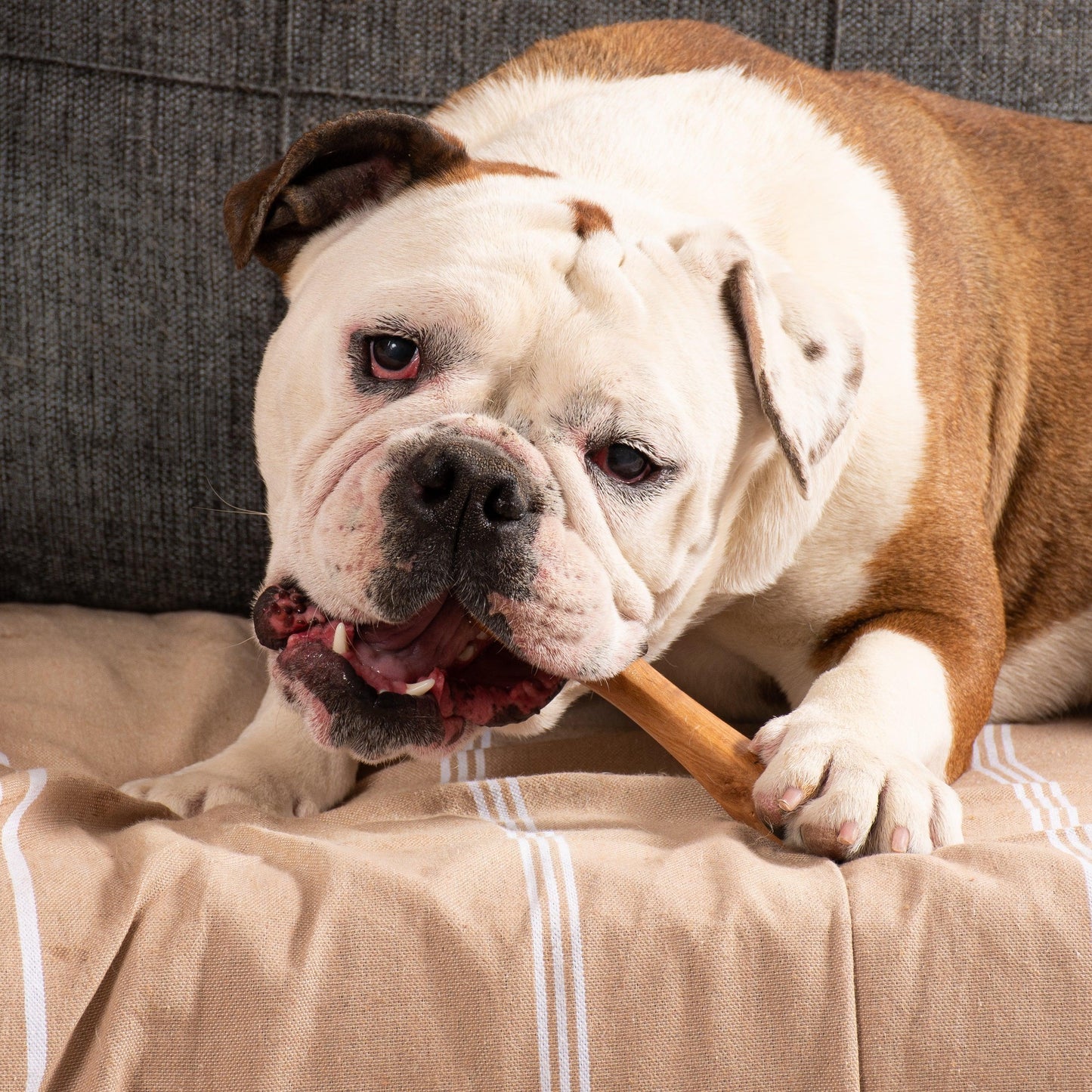 Jouet pour chien Olibone en bois d'olivier - 3 tailles