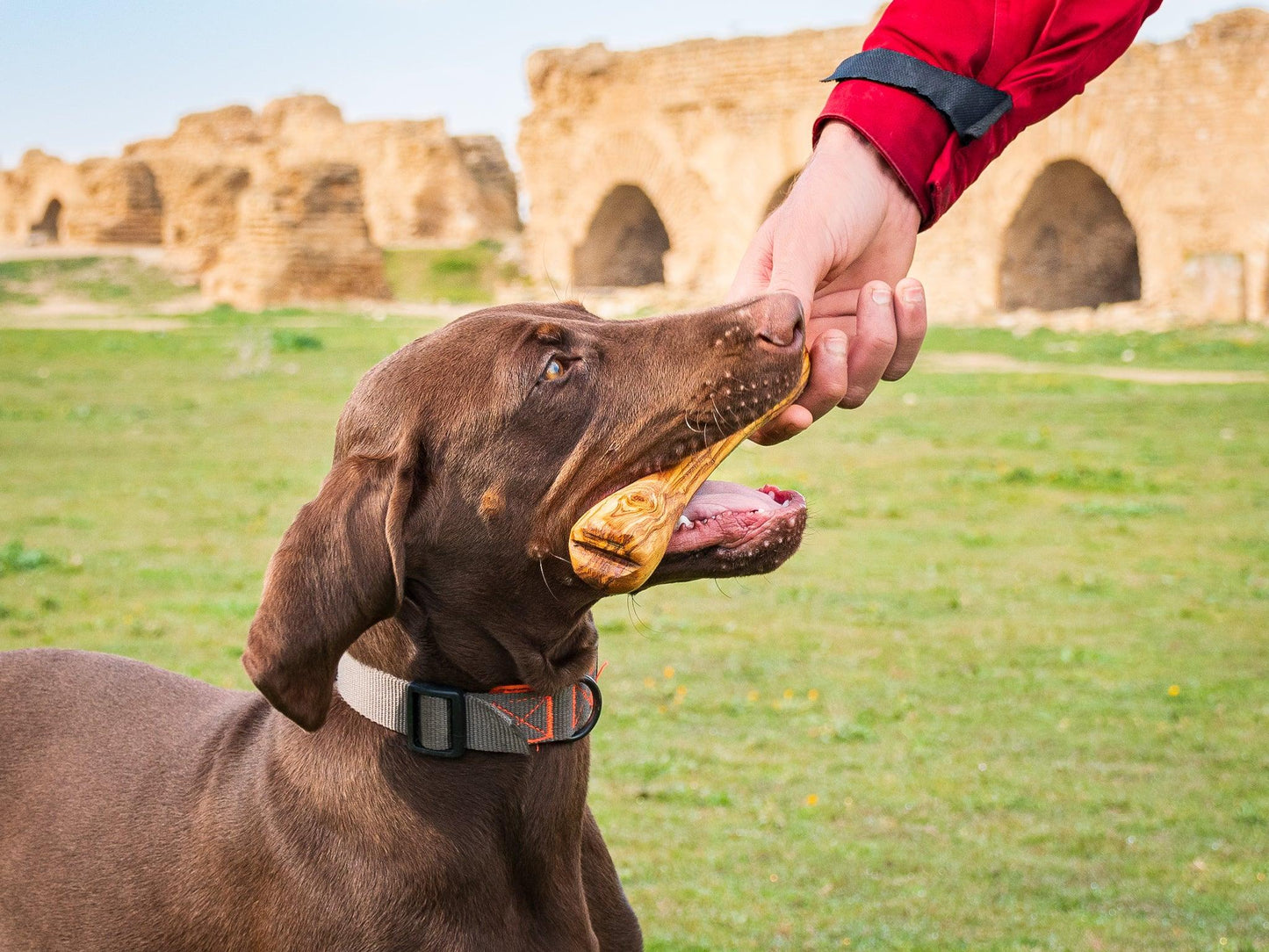 Jouet pour chien Olibone en bois d'olivier - 3 tailles