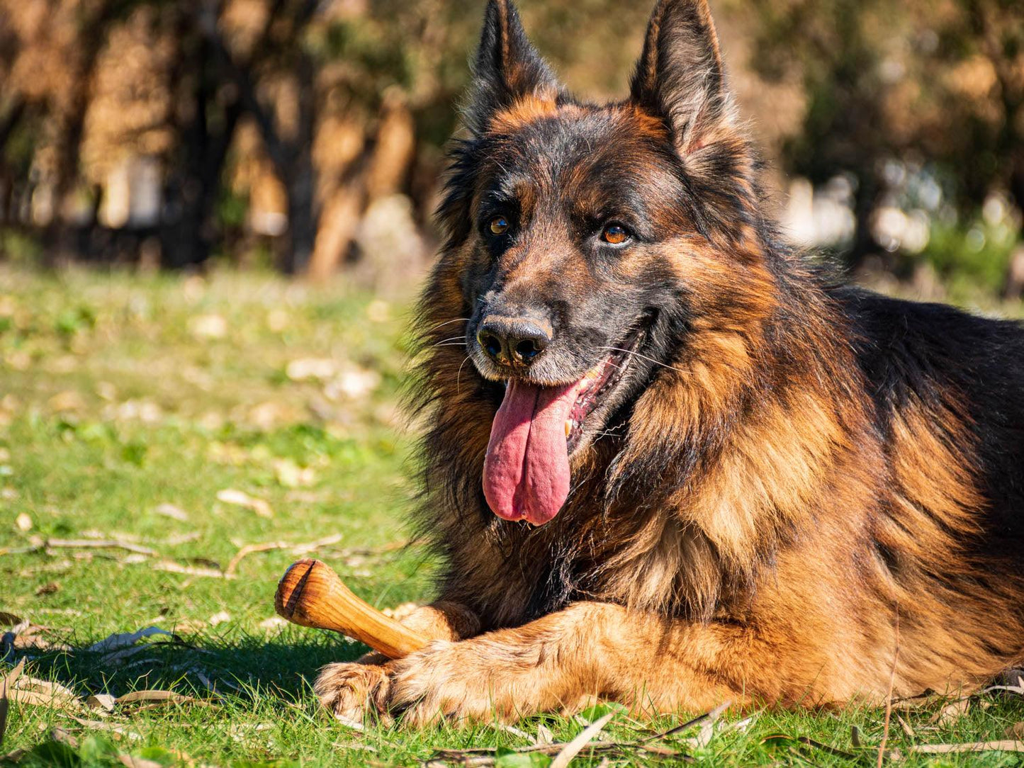 Jouet pour chien Olibone en bois d'olivier - 3 tailles