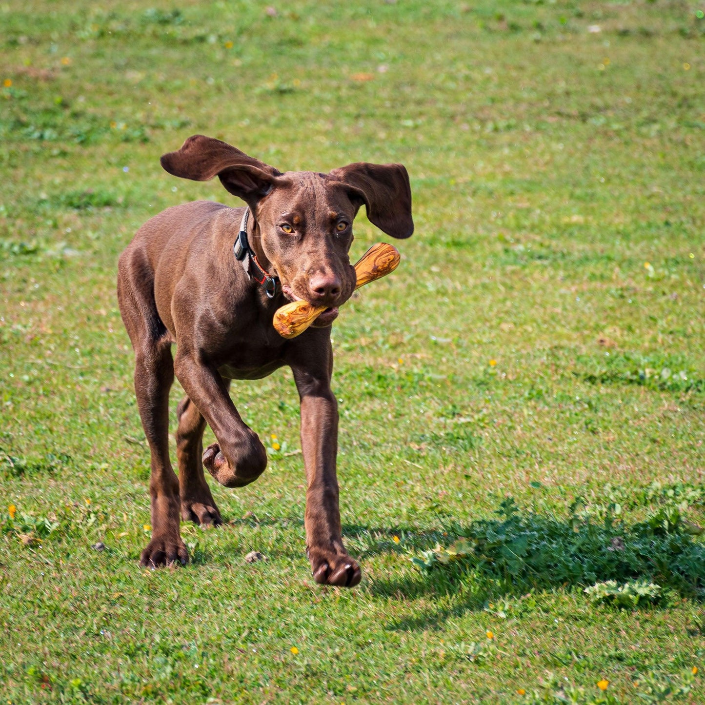 Jouet pour chien Olibone en bois d'olivier - 3 tailles