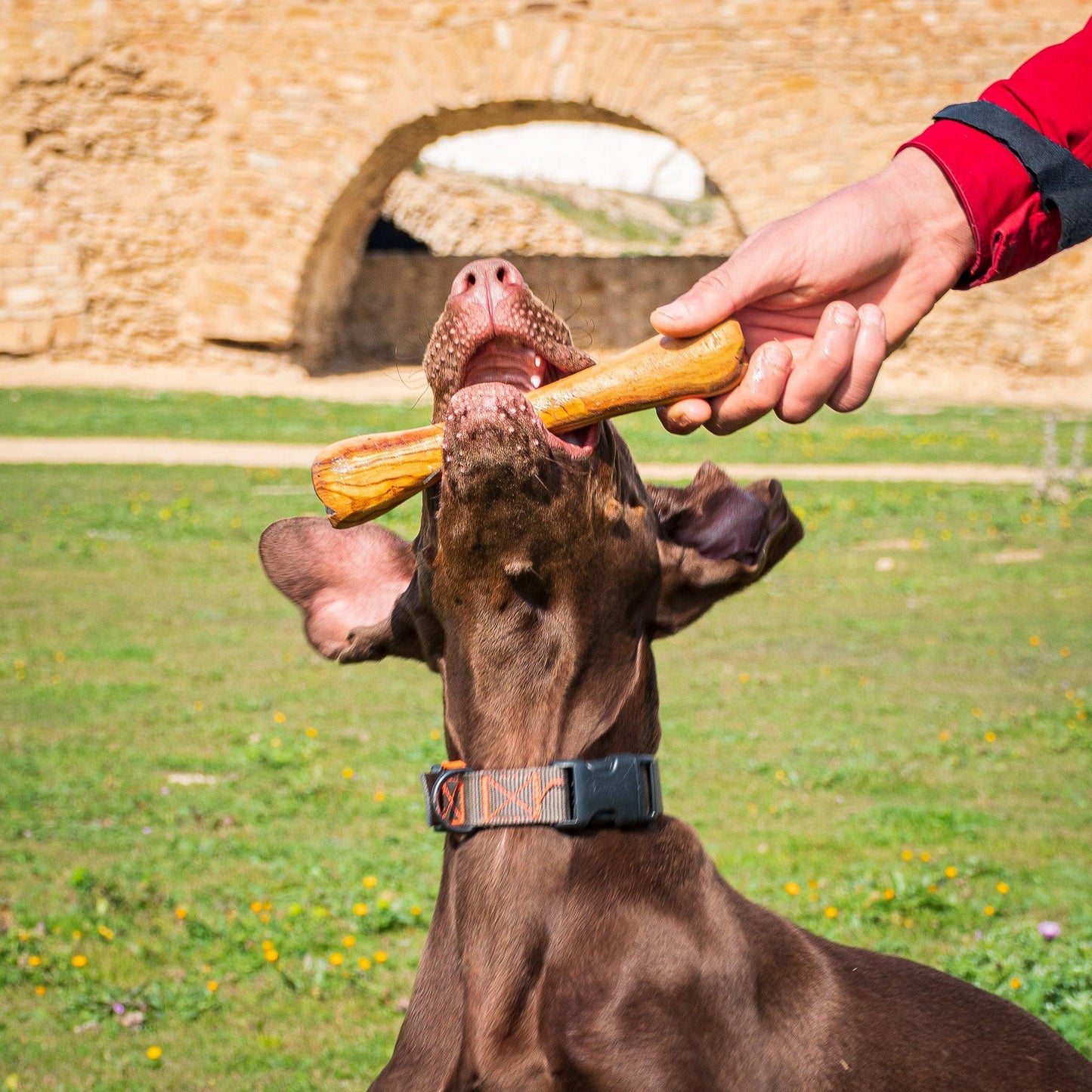 Jouet pour chien Olibone en bois d'olivier - 3 tailles