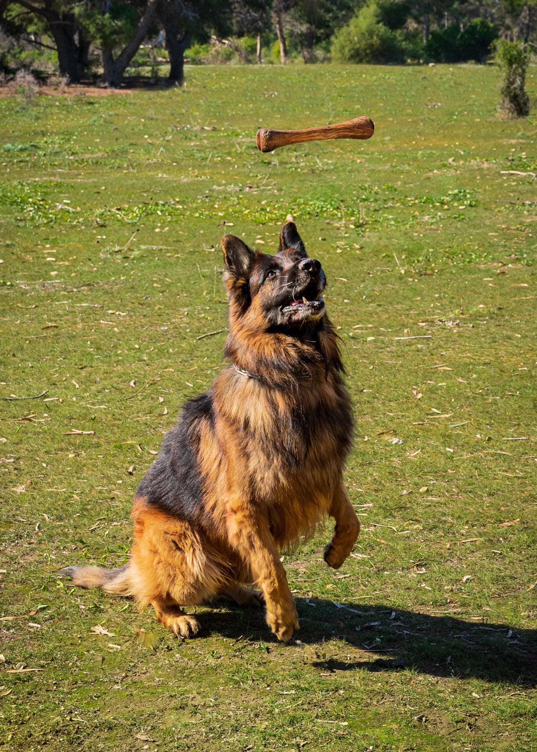 Jouet pour chien Olibone en bois d'olivier - 3 tailles