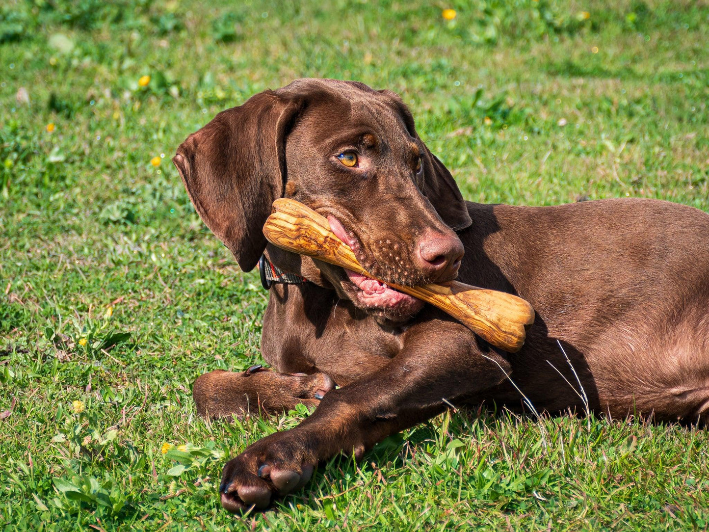 Jouet pour chien Olibone en bois d'olivier - 3 tailles