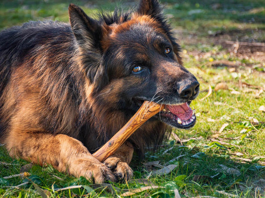 Jouet pour chien Olibone en bois d'olivier - 3 tailles